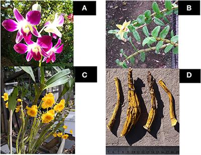 Mechanisms and Active Compounds Polysaccharides and Bibenzyls of Medicinal Dendrobiums for Diabetes Management